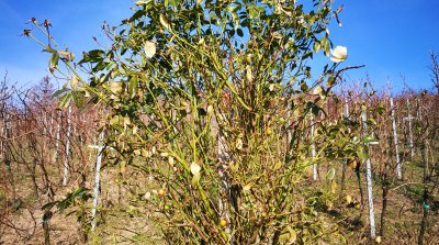 Wanderung Zwingenberg 