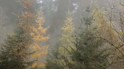 10.11.2024 Wanderung rund um  Altlechtern
