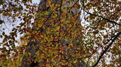 20.10.2024 Wanderung ueber den Schlossberg zum Ohlyturm