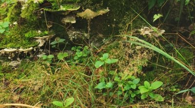 25.08.2024 Kombi Rad Wandertour Lorsch Klosterspatzen