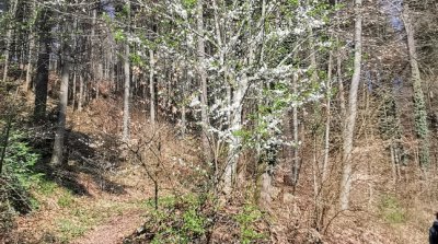 22.03.2026 Wanderung Kirschhausen Ober Hambach