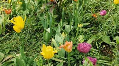 26.04.2026 Wanderung Hermannshof Weinheim