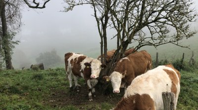 10.11.2024 Wanderung rund um  Altlechtern