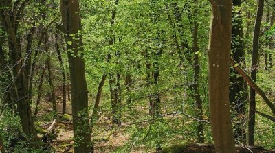 13.04.2025 Wanderung Unterflockenbach